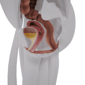 pavimento pelvico prima