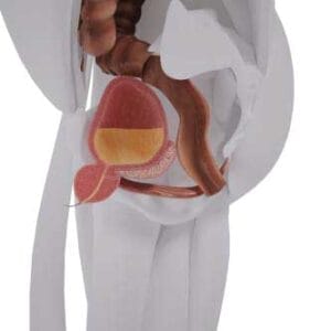 pavimento pelvico dopo